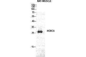 Western Blot analysis of RAT-MUSCLE cells using Hox-C6 Polyclonal Antibody diluted at 1:2000. (Homeobox C6 Antikörper  (AA 160-240))