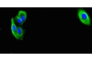 Immunofluorescent analysis of HepG2 cells using ABIN7166464 at dilution of 1:100 and Alexa Fluor 488-congugated AffiniPure Goat Anti-Rabbit IgG(H+L)