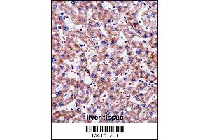 TAGLN2 Antibody immunohistochemistry analysis in formalin fixed and paraffin embedded human liver tissue followed by peroxidase conjugation of the secondary antibody and DAB staining.