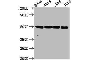 Western Blot Positive WB detected in Recombinant protein All lanes: ntpcr antibody at 4 μg/mL Secondary Goat polyclonal to rabbit IgG at 1/50000 dilution Predicted band size: 50 kDa Observed band size: 50 kDa (C1orf57 Antikörper  (AA 1-185))