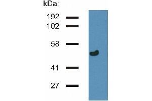 Western blotting analysis of gamma-Tubulin in porcine brain lysate by antibody TU-32 . (TUBG1 Antikörper  (AA 434-449))