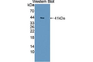 Figure. (Deoxyribonuclease II (AA 19-360) Antikörper)