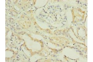 Immunohistochemistry of paraffin-embedded human kidney tissue using ABIN7152421 at dilution of 1:100 (FBXO28 Antikörper  (AA 251-368))