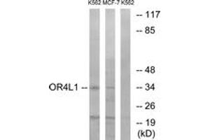 Western blot analysis of extracts from K562/MCF-7 cells, using OR4L1 Antibody.
