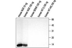 Nerve Growth Factor (NGF) peptide