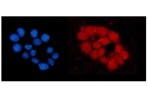 IF analysis of ORC5L/ORC5 using anti-ORC5L/ORC5 antibody (ABIN7603077). (ORC5 Antikörper  (Middle Region))