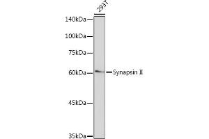 Western blot analysis of extracts of 293T cells, using Synapsin II Rabbit mAb (ABIN7270662) at 1:1000 dilution. (SYN2 Antikörper)