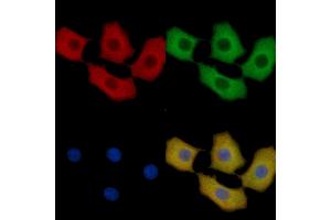 HSP70 Mouse Monoclonal Antibody staining HepG2 cells by IF/ICC. (HSP70 Antikörper  (C-Term))