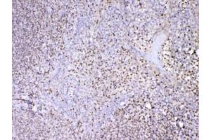 IHC testing of FFPE human tonsil tissue with PAX5 antibody at 1ug/ml. (PAX5 Antikörper)