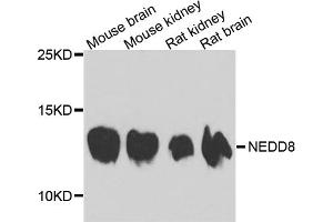 Western blot analysis of extracts of various cell lines, using NEDD8 antibody. (NEDD8 Antikörper)