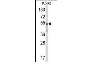 Western blot analysis of WDSUB1 Antibody (Center) (ABIN652763 and ABIN2842501) in K562 cell line lysates (35 μg/lane). (WDSUB1 Antikörper  (AA 303-331))