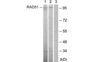 Western blot analysis of extracts from HepG2 cells, using POU2F1/OCT1 (Ab-385) Antibody.