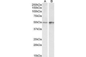 ABIN1590023 (0. (E2F4 Antikörper  (Internal Region))