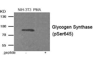 Western blot analysis of extracts from NIH-3T3 cells treated with PMA using Phospho-Glycogen Synthase (Ser645) antibody.