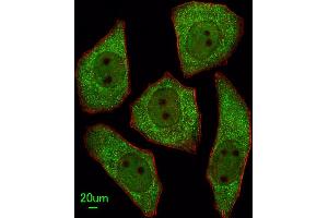 Immunofluorescent analysis of  cells, using LRRC45 Antibody (C-term) (ABIN655315 and ABIN2844894). (LRRC45 Antikörper  (C-Term))