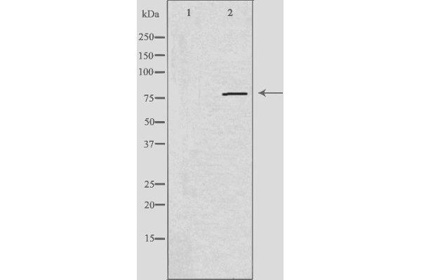 PDE4C Antikörper  (Internal Region)