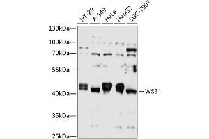 Western blot analysis of extracts of various cell lines, using WSB1 antibody (ABIN6133281, ABIN6150267, ABIN6150268 and ABIN6215789) at 1:1000 dilution.