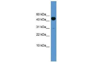 Western Blot showing Bmp10 antibody used at a concentration of 1-2 ug/ml to detect its target protein. (BMP10 Antikörper  (N-Term))