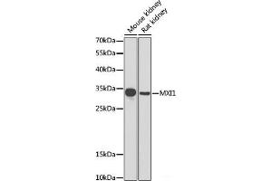 MXI1 Antikörper