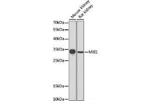 Western blot analysis of extracts of various cell lines using MXI1 Polyclonal Antibody at dilution of 1:1000. (MXI1 Antikörper)