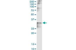 Immunoprecipitation of CCND2 transfected lysate using anti-CCND2 MaxPab rabbit polyclonal antibody and Protein A Magnetic Bead , and immunoblotted with CCND2 purified MaxPab mouse polyclonal antibody (B01P) . (Cyclin D2 Antikörper  (AA 1-289))