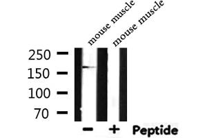 Western blot analysis of extracts from mouse muscle, using MYLK Antibody.