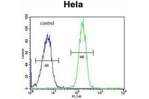 Flow cytometric analysis of Hela cells using GALNT5 Antibody (N-term) Cat. (GALNT5 Antikörper  (N-Term))
