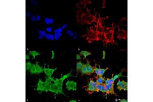 Immunocytochemistry/Immunofluorescence analysis using Mouse Anti-beta 4 Spectrin Monoclonal Antibody, Clone S393-2 . (SPTBN4 Antikörper  (AA 1621-1832) (Atto 390))