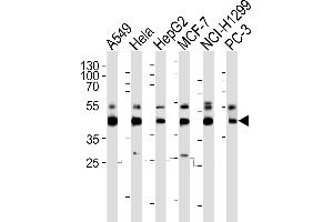 Western blot analysis of lysates from A549, Hela, HepG2, MCF-7, NCI-, PC-3 cell line (from left to right), using INHBA Antibody (C-term) (ABIN6242724 and ABIN6577397). (INHBA Antikörper  (C-Term))