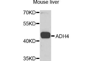 Western blot analysis of extracts of mouse liver, using ADH4 antibody. (ADH4 Antikörper)