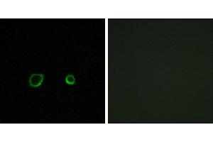 Peptide - +Immunofluorescence analysis of A549 cells, using CNTN4 antibody. (Contactin 4 Antikörper)