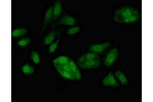 Immunofluorescence (IF) image for anti-Replication Factor C (Activator 1) 4, 37kDa (RFC4) (AA 9-142) antibody (ABIN7167680)