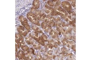 Immunohistochemical staining of human stomach with KIAA1244 polyclonal antibody  shows strong cytoplasmic positivity in chief cells. (ARFGEF3/KIAA1244 Antikörper)