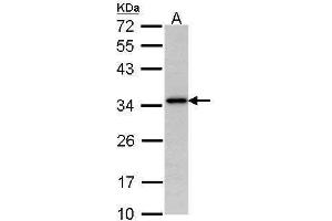 WB Image Sample (30 ug of whole cell lysate) A: Hela 12% SDS PAGE antibody diluted at 1:1000 (NAT1 Antikörper)