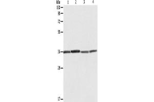 Western Blotting (WB) image for anti-Ribosomal Protein, Large, P0 (RPLP0) antibody (ABIN2428679) (RPLP0 Antikörper)