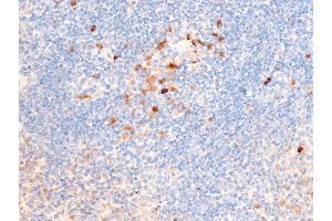 ABIN6267224 at 1/100 staining mouse spleen tissue sections by IHC-P.