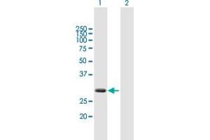 Western Blot analysis of ZBED2 expression in transfected 293T cell line by ZBED2 MaxPab polyclonal antibody.