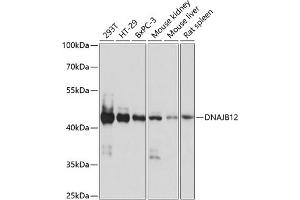 Western blot analysis of extracts of various cell lines, using DN antibody (ABIN7266820) at 1:1000 dilution. (DNAJB12 Antikörper  (AA 250-409))