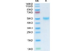 LRG1 Protein (AA 33-342) (His tag)