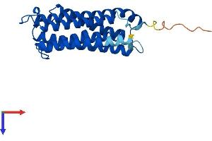 AlphaFold protein structure predicition of Human Recombinant CYB561A3 Protein, UniprotID Q8NBI2