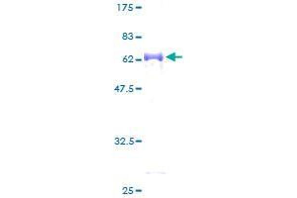 SUGT1 Protein (AA 1-333) (GST tag)