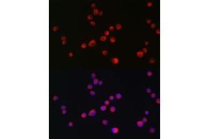 Immunofluorescence analysis of Neuro-2a cells using ALK antibody  at dilution of 1:200. (ALK Antikörper  (AA 19-300))