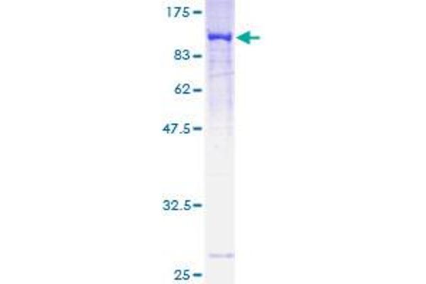 MAN1A2 Protein (AA 1-641) (GST tag)