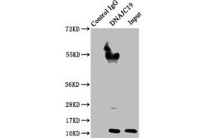 Western Blotting (WB) image for anti-DnaJ (Hsp40) Homolog, Subfamily C, Member 19 (DNAJC19) (AA 1-116) antibody (ABIN7159895)