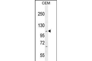 IFT88 Antibody (C-term) (ABIN655090 and ABIN2844723) western blot analysis in CEM cell line lysates (35 μg/lane). (IFT88 Antikörper  (C-Term))