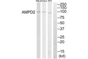 Western Blotting (WB) image for anti-Adenosine Monophosphate Deaminase 2 (AMPD2) (Internal Region) antibody (ABIN1850741) (AMPD2 Antikörper  (Internal Region))