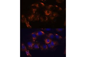 Immunofluorescence analysis of C6 cells using  antibody (ABIN7265713) at dilution of 1:100. (ATL2 Antikörper  (AA 390-470))