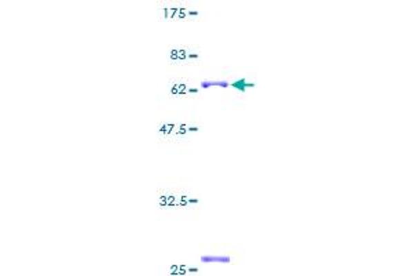 MAB21L1 Protein (AA 1-359) (GST tag)