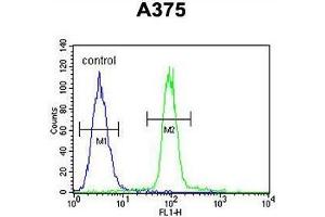 ACF Antibody (C-term) flow cytometric analysis of A375 cells (right histogram) compared to a negative control cell (left histogram). (A1CF Antikörper  (C-Term))