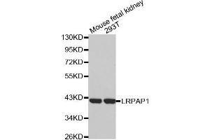 Western blot analysis of extracts of various cell lines, using LRPAP1 antibody. (LRPAP1 Antikörper)